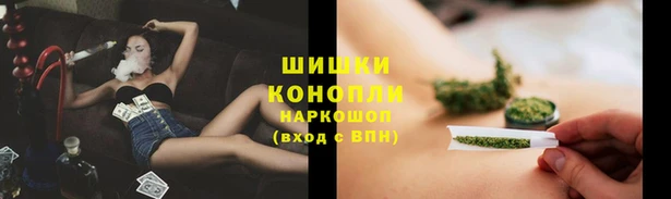 ГАЛЛЮЦИНОГЕННЫЕ ГРИБЫ Тайга