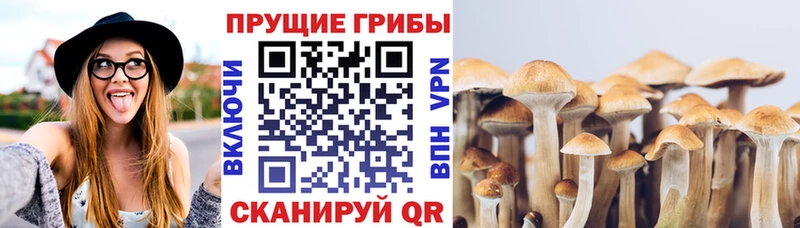 наркошоп  Томари  Галлюциногенные грибы GOLDEN TEACHER 